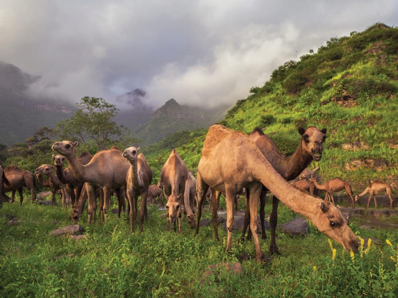 ICESCO's Bridges of Civilisation programme opens a Dhofar chapter with Oman