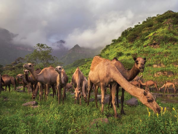 ICESCO's Bridges of Civilisation programme opens a Dhofar chapter with Oman